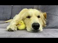 How a Golden Retriever and a Tiny Duckling Prepare for Sweet Sleep