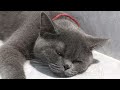 Trending Funny Animals 🐕🐈 Funniest Dogs and Cats 😜