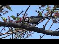 Japanese Tit ( Parus minor ) Capture worms and others from January to April 2024