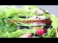 മുള്ളങ്കി കൃഷി | Radish gardening | San Jose, California, #usamalayali #kerala #mallu #ukmalayali