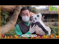 (SUB) How Would Panda React When She Meets Doll Looks Just Like her??│Panda Family🐼