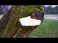 Elm Oyster Mushroom