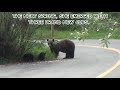 A grizzly bear loses her cubs......nature's cruel beauty.