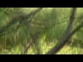 Blue-jay calling from a fallen tree in the forest