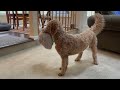 Goldendoodle Moose Wants to Play!