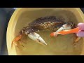 Crab Bath & Teeth Cleaning for Dino the Dungeness Crab.