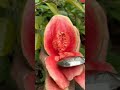 Pink Gauvava fruits #shortsvideo #shorts  #nature #fruit  @Beautifulnaturefruits