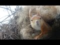 Eichhörnchen mit Babies (squirrel with babies) - Kalimba Semai