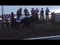 SWCBR inaugural event in Itasca Texas 2022. Rockin 7 McHenry Bucking Bulls Amos.