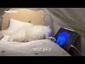 I Installed a Heated Tent for Puppy's Bed & He Rolls Around in Bed All Day Like Humans !!