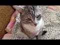 Funny cat 114