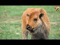 Animal Sounds : Cat, Dog, Chicken, Cow, Duck, Fish, Birds, Elephant, Monkey - Animal sounds