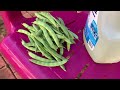 HARVESTING A BEANS || UPDATE THE BELLPEPPER PLANTS