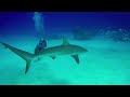 Bahamas shark dive (teaser) 🦈🧜‍♀️😅