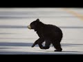 A black bear cub crosses the street