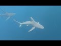 Snorkeling with Sharks South Florida