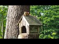 Redecorating Squirrel's Home