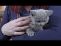 7 Essential Tips for Keeping Your British Shorthair Kitten Clean and Healthy