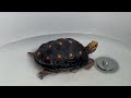 just a tortoise in the tub...2/1/24