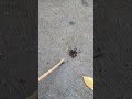 Just your everyday Funnelweb Spider encounter in the driveway