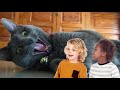 RUSSIAN BLUE CAT 101 - Watch This Before Getting One!