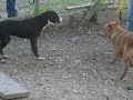 Two Dogs at Georgetown Animal Shelter