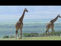 Tanzania & Serengeti 4K - Scenic Wildlife Film With African Music