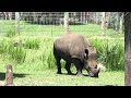 Jacksonville Zoo & Garden: White Rhino