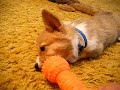 Attack of the broken squeaky toy