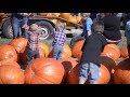 Hartsburg Pumpkin Festival | Sight and Sounds