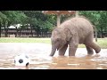 Baby Elephant Wan Mai Outing - ElephantNews