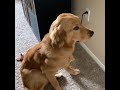 Golden Retriever Looks Guilty After Being Caught Making a Mess