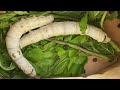 Silkworms gulping mulberry leaves before forming cocoons-2