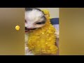 FUNNIEST CAT AND DOG VIDEOS 2023 #30