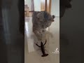 try not to laugh funny cat tiktok videos i found