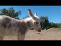 Uncle Otto the miniature donkey