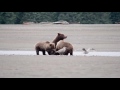 Over the Mountains: The Lives of Inland Brown Bears in Lake Clark National Park & Preserve