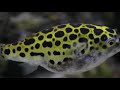 Green Spotted Puffers In A 55 Gallon Saltwater Tank