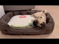 New Bed | Poogie the Pug