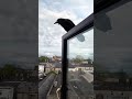 A friendly crow.