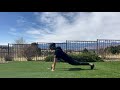 Stretches To Stay Flexible with Shelly | Dallas Cowboys 2020