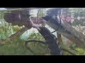 Hand Feeding Snowflake Moray Eel - VI