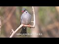 BIRDS OF UTTARAKHAND Part 1 Chopta