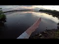 Stalked by gator while fishing for snook and tarpon!!! Backwater fishing in Sanibel Island