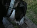 My Puppy Enzo finding gummibears