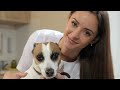 Top ten personality traits of a Jack Russell dog