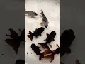 Black goldfish