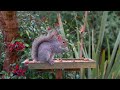 Cat TV (NO ADS) 😸 Birds & Squirrels visit the Birdtable 🕊️ Bird Videos for Cats to Watch