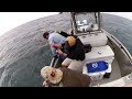 600lb GOLIATH GROUPER www FISHMISSHAYDEN com SANIBEL OFFSHORE FISHING CHARTER 239 337 4275