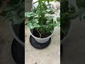 Growing Pitanga in a pot